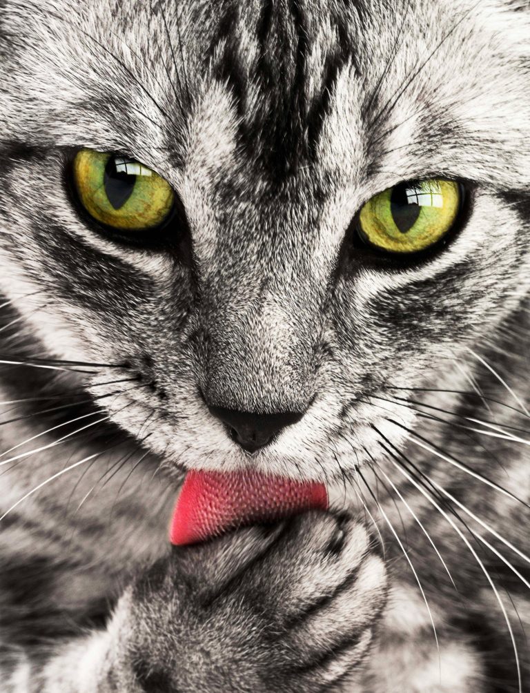 Cat tongue