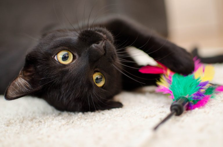 Cat toy