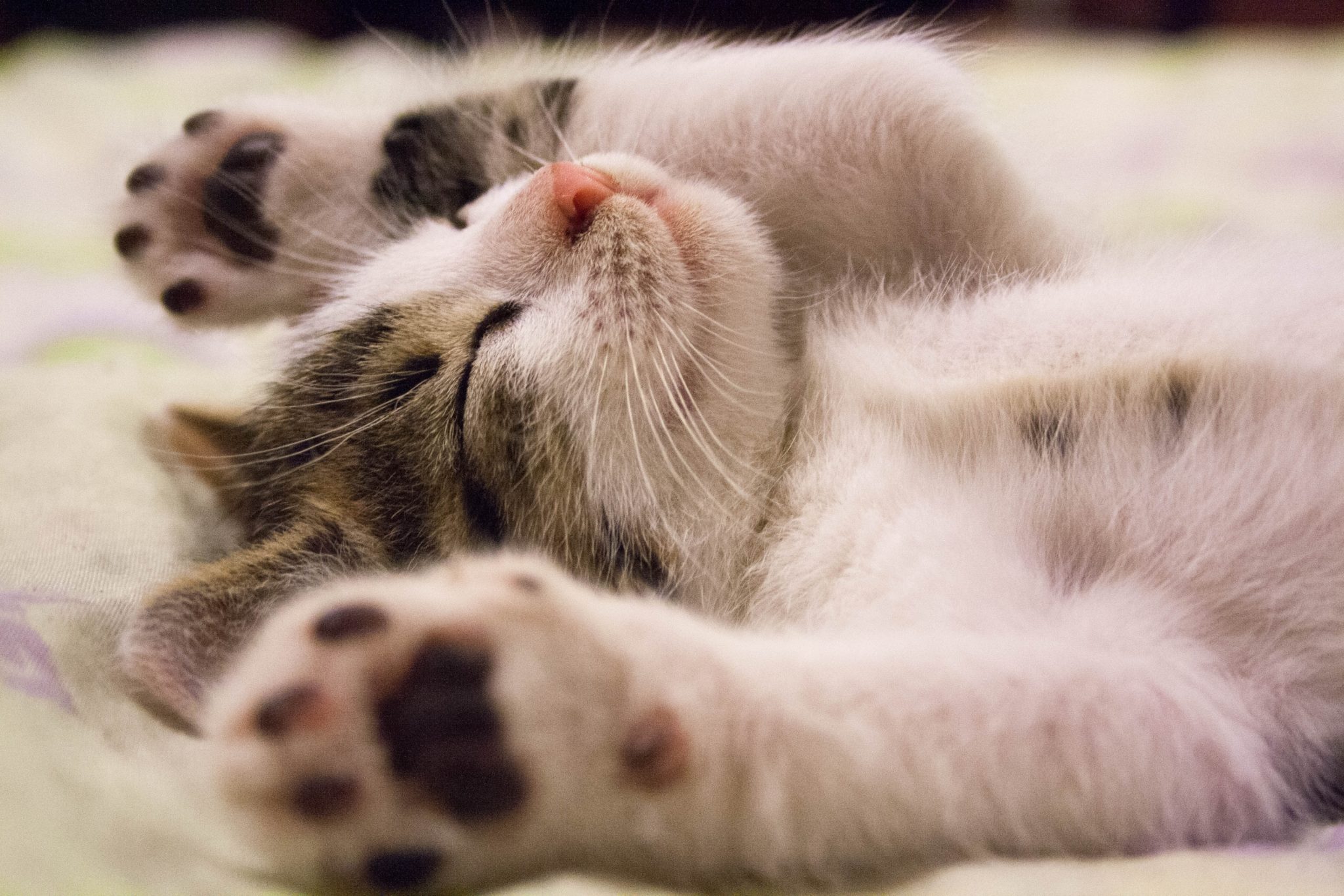 Kitten Sleeping