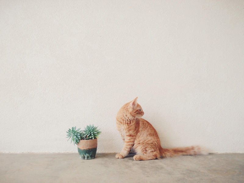 Toxic Plants For Cats