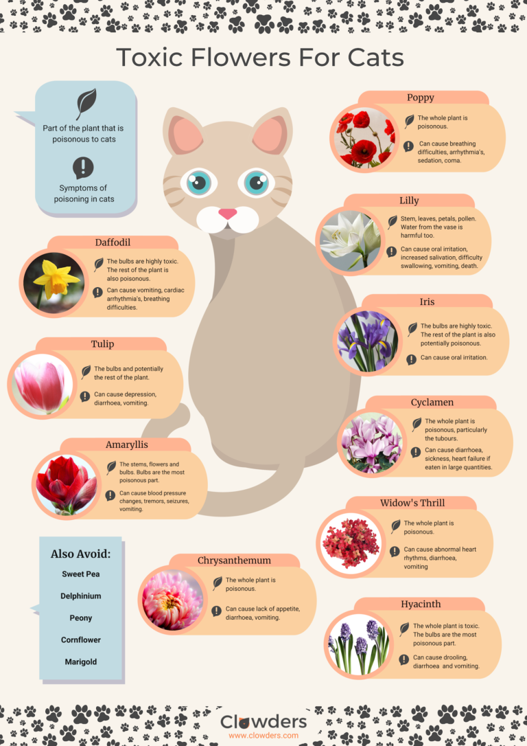 Toxic Flowers For Cats Infographic-Clowders