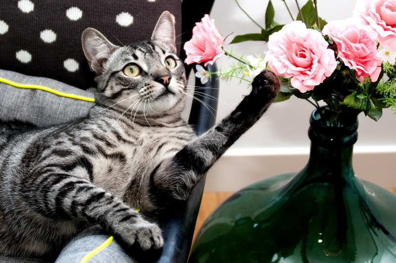 Which Flowers Are Poisonous To Cats