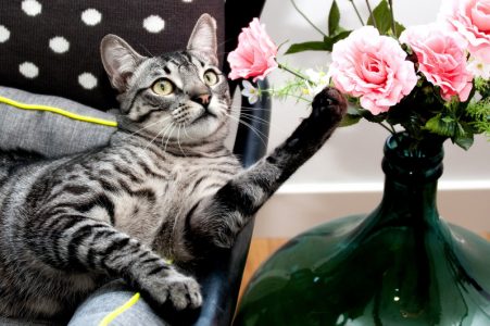 Which Flowers Are Poisonous To Cats