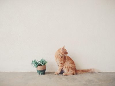 Toxic Plants For Cats