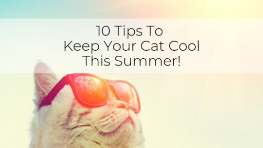 10 Tips To Keep Your Cat Cool This Summer!