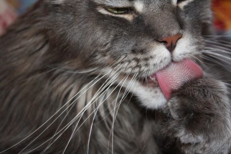 Cat Grooming